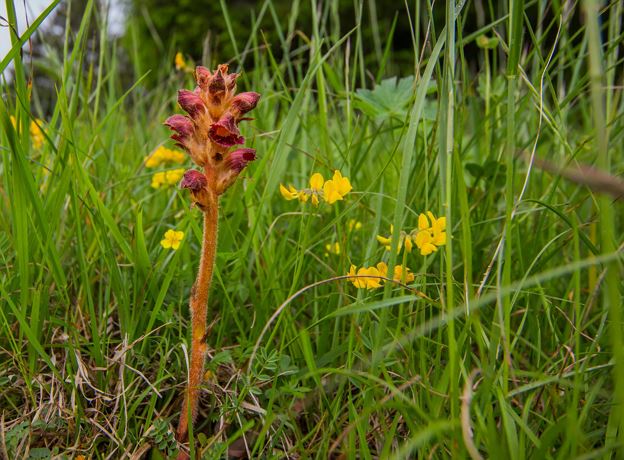 Biotopexkursion Bludeenz: Von Aurorafalter bis Zittergras